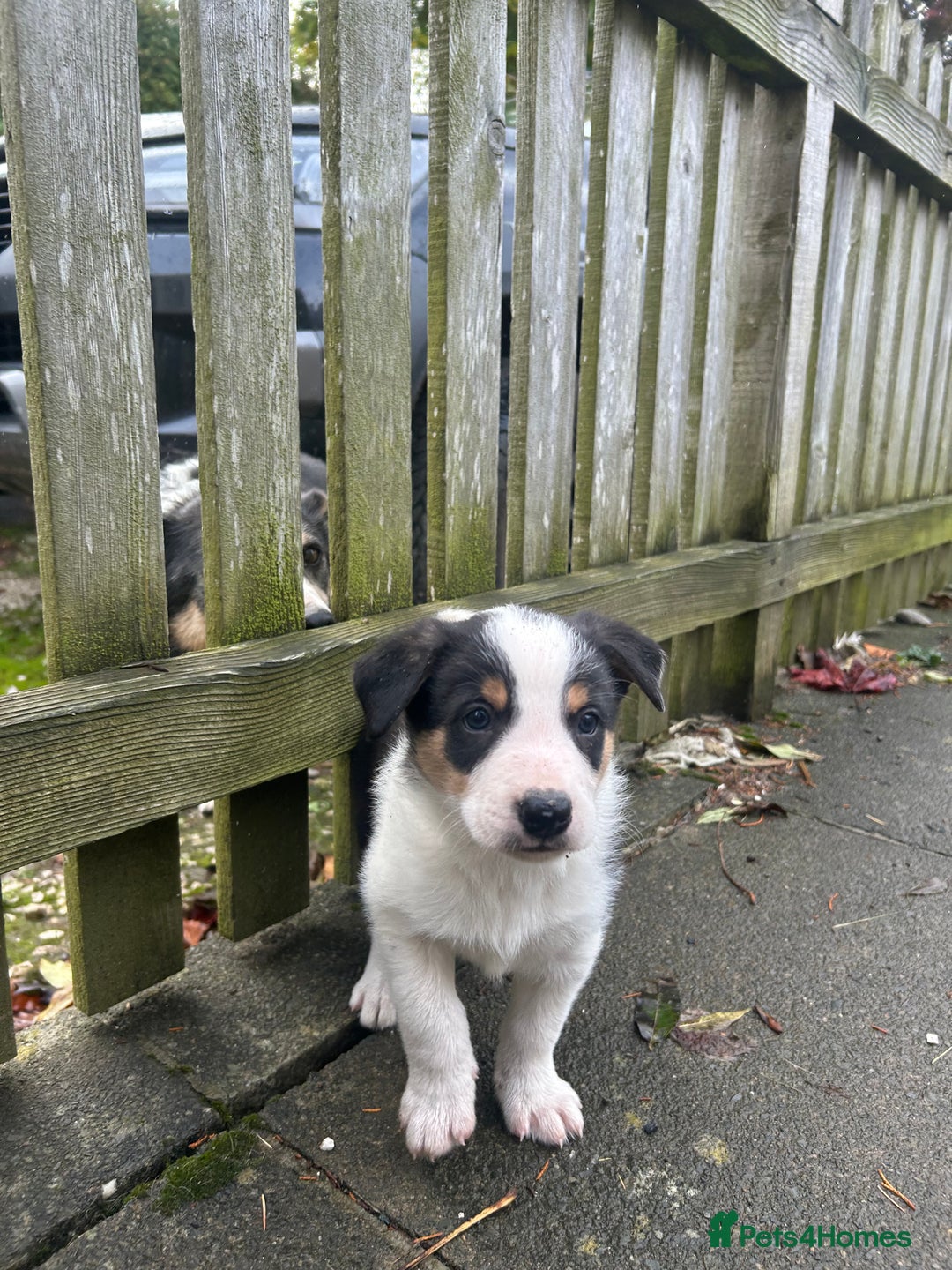 Border Collie dogs for sale: Welsh Red/Tri Coloured Collie Pups For Sale - Image 13