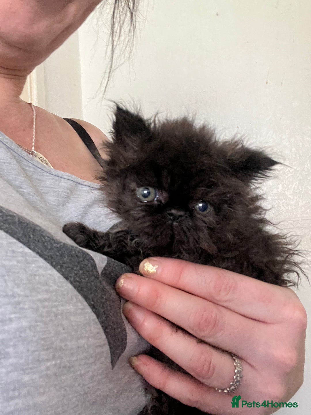 Persian cats for sale: Champion Bloodlines Persian Kittens–GCCF papers  - Image 2