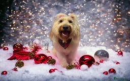 Goldendoodle dogs for sale: Beautiful F2 Goldendoodle Puppies  - Advert 13