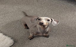 Miniature Dachshund dogs for sale: Martha & Arthur £600 for both  - Image 9