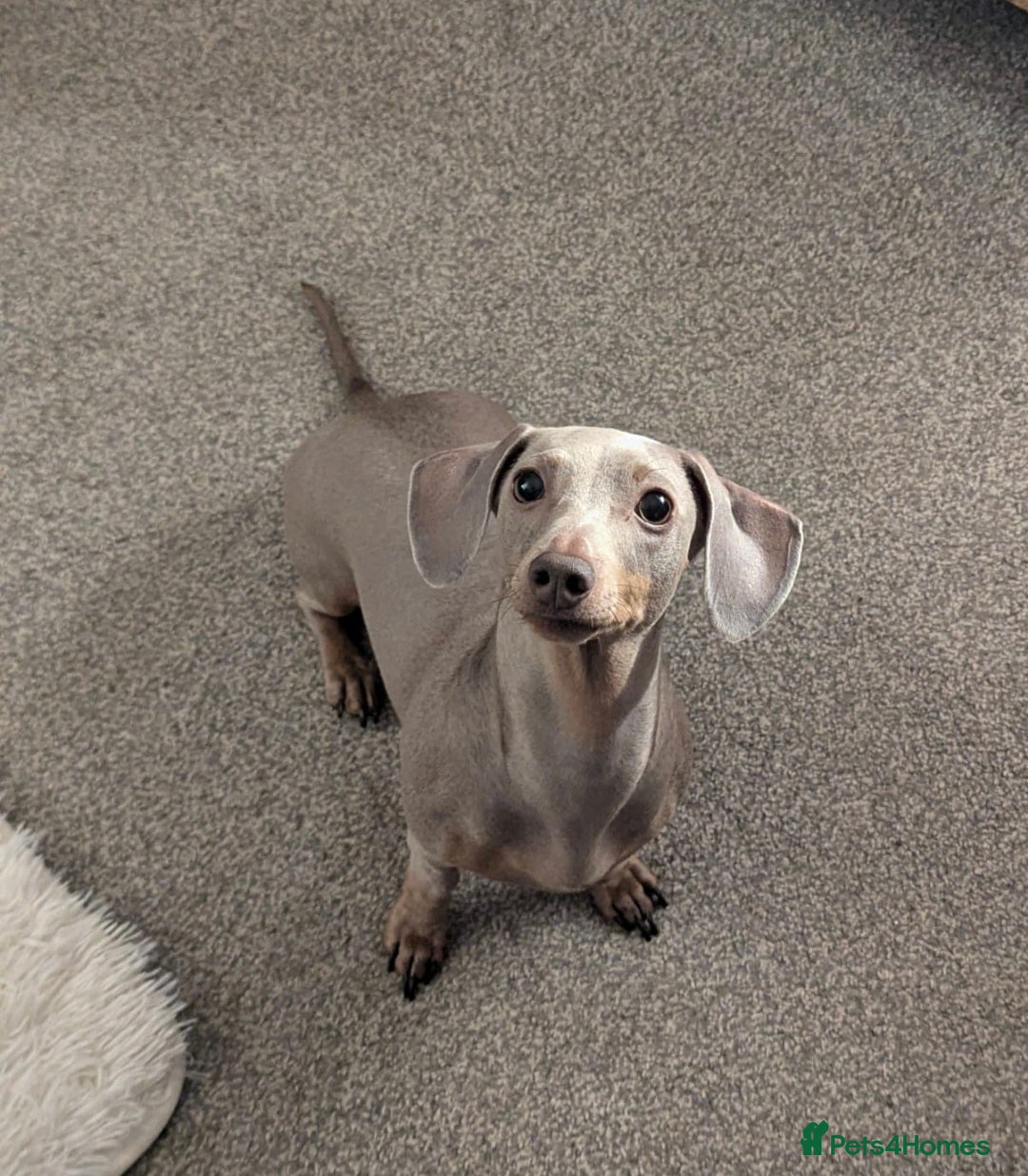 Miniature Dachshund dogs for sale: Martha & Arthur £600 for both  - Image 9