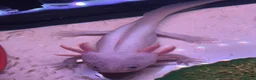 Axolotl reptiles for sale: Spotted Luecistic Axolotl - Advert 2