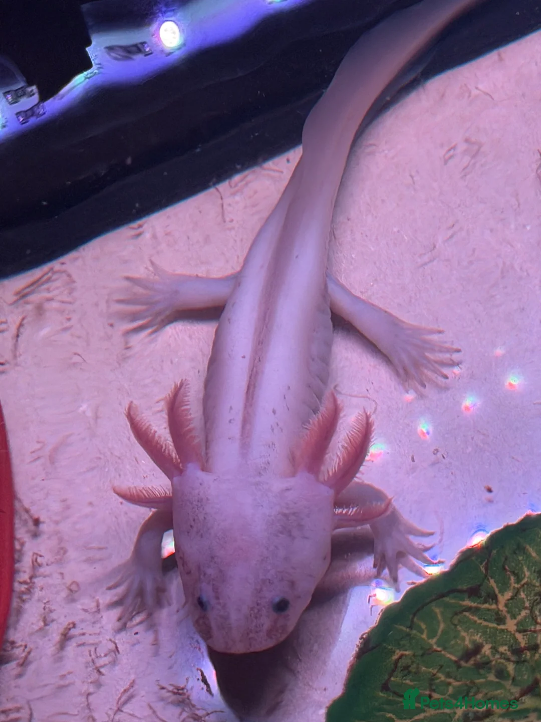 Axolotl reptiles for sale: Spotted Luecistic Axolotl - Advert 2