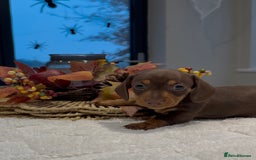 Miniature Dachshund dogs for sale: Miniature smooth dachshunds ready 12th November  - Image 5