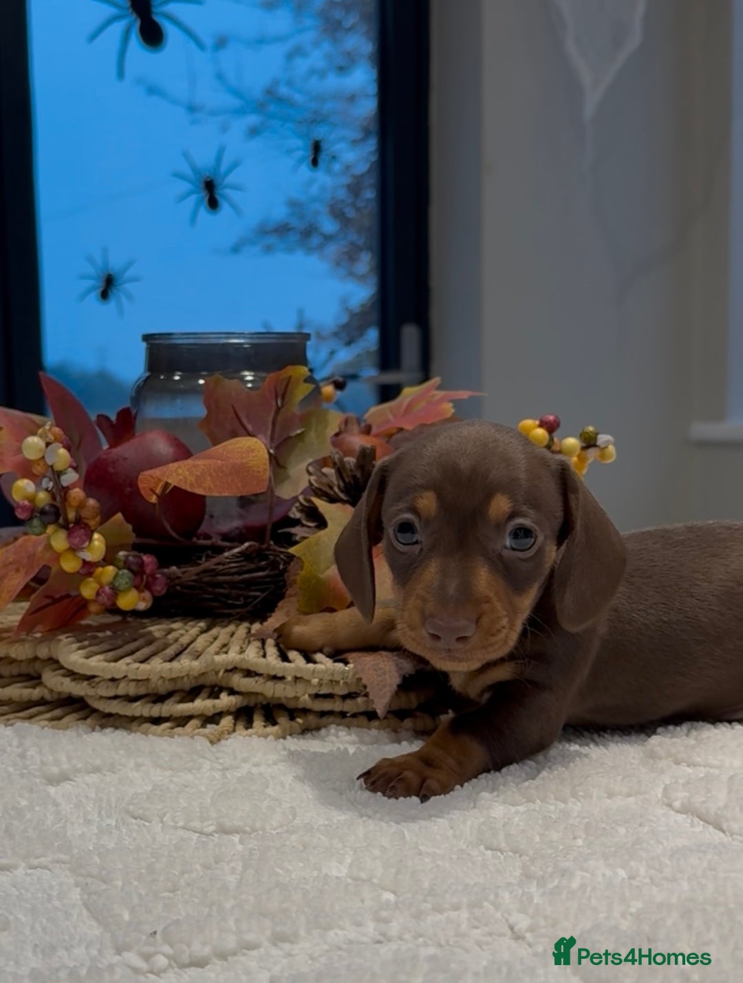 Miniature Dachshund dogs for sale: Miniature smooth dachshunds ready 12th November  - Image 5