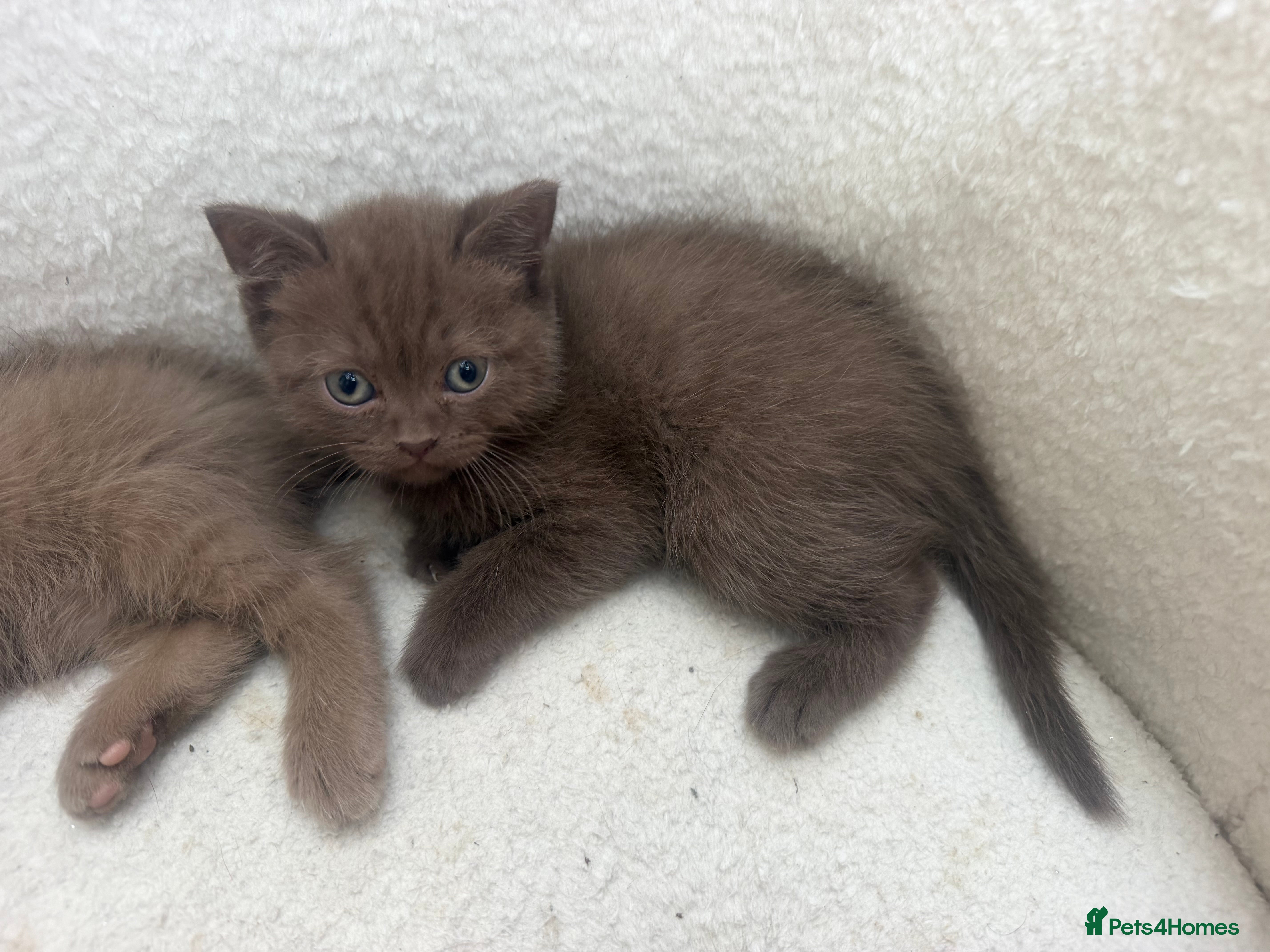 British Shorthair cats British Shorthair Cinnamon - Advert 2