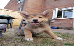 Mixed Breed dogs for sale: Shollies  in Rochdale - Image 31