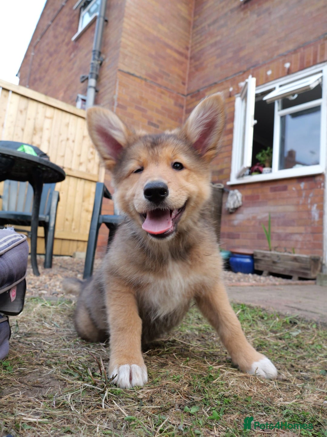 Mixed Breed dogs for sale: Shollies  in Rochdale - Image 31
