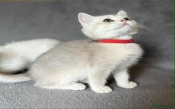 British Shorthair cats for sale: Beautiful British Shorthair kittens 🫶 - Image 11