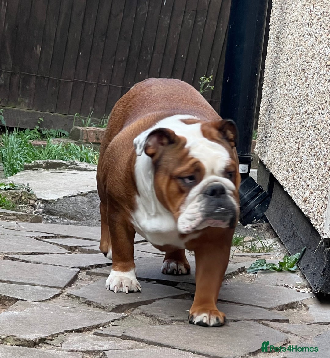 English Bulldog dogs for sale: ✨PUREBREED STANDARD COLOUR BULLDOG PUPPIES✨ - Advert 6