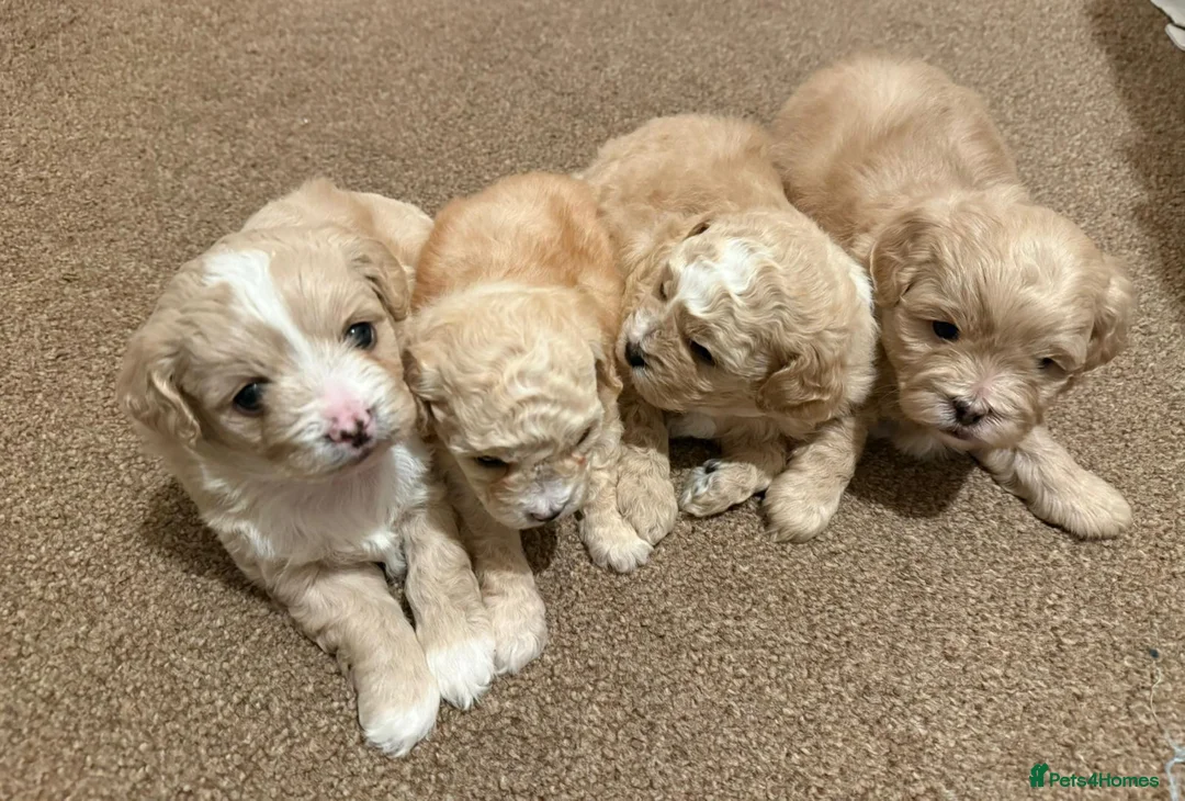 Shihpoo dogs for stud: gorgeous Shihpoo boy for studding  - Advert 16