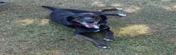Mixed Breed dogs for adoption: Jett (Labrador/Pointer mix) in High Wycombe - Advert 4