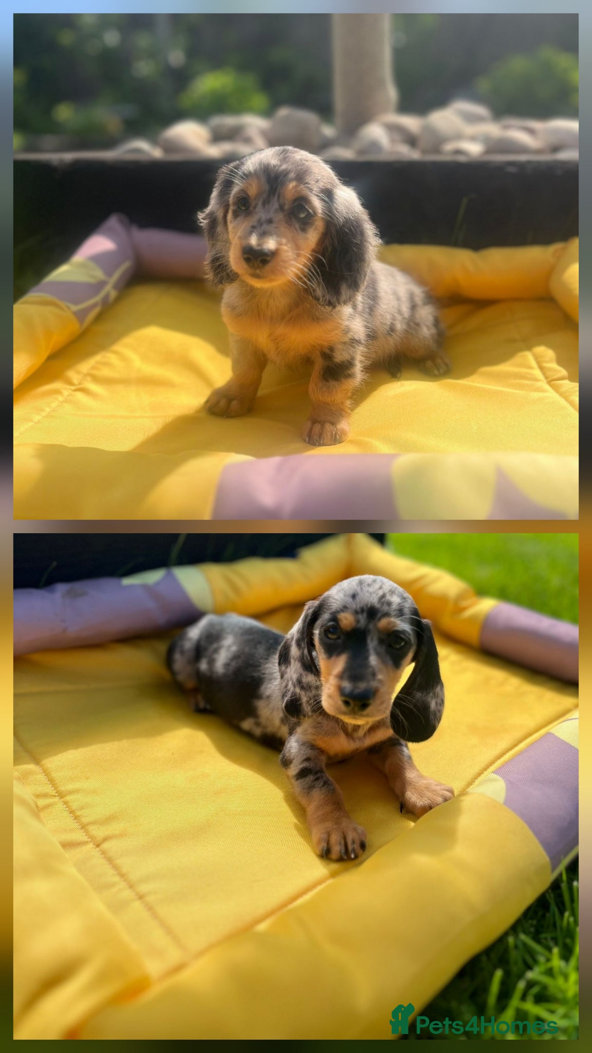 Miniature Dachshund dogs Miniature Dachshund Puppies ( ONLY 2 LEFT ) - Advert 6