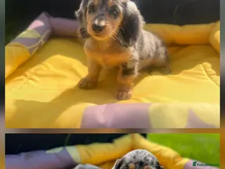 Miniature Dachshund dogs Miniature Dachshund Puppies ( ONLY 2 LEFT ) - Advert 6