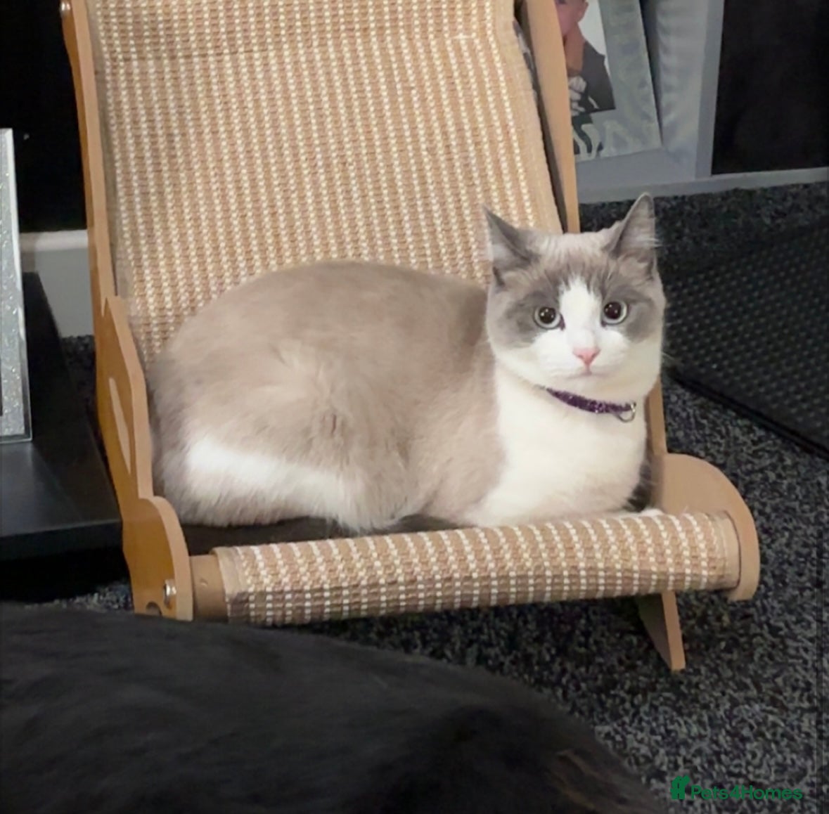Ragdoll cats Cuteness over load - Advert 2