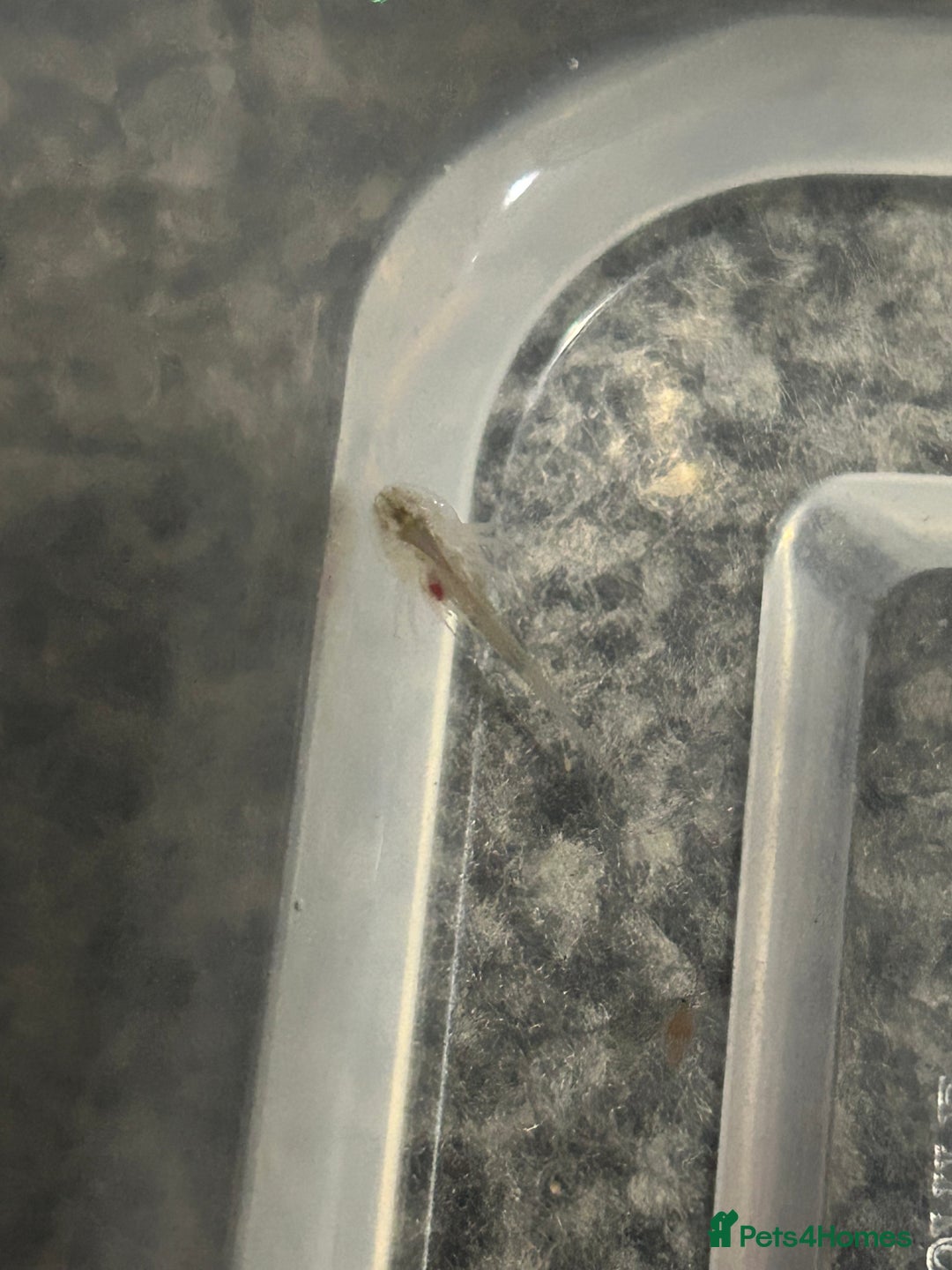 Axolotl reptiles for sale:  Axolotl eggs  - Advert 2