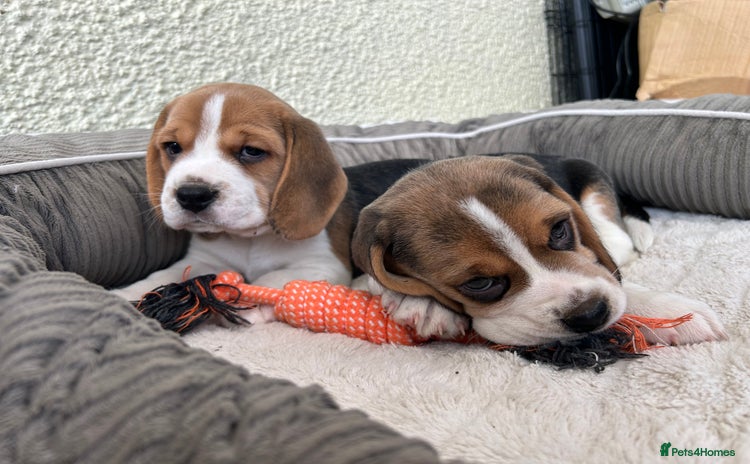 Beagle dogs - Advert 6