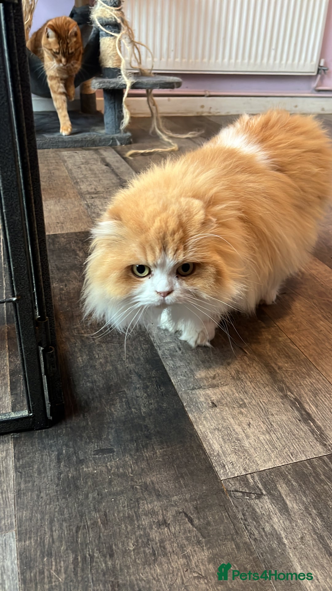 Scottish Fold cats for sale: Scottish Fold - Advert 4