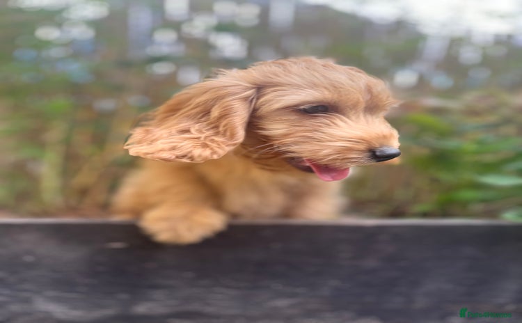Cockapoo dogs - Advert 2