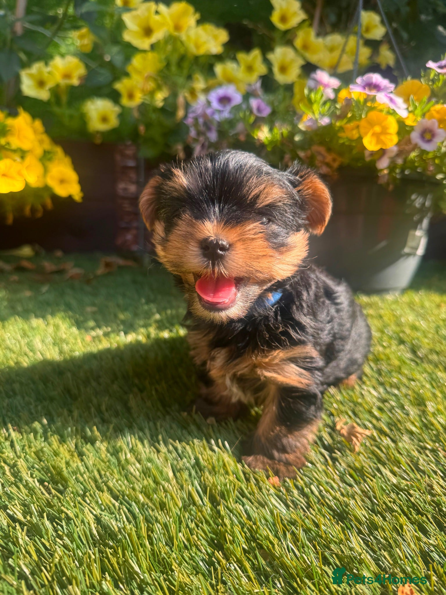 Yorkshire Terrier dogs READY NOW!!  Yorkshire Terrier Puppies 🐶 💖 - Advert 6
