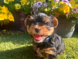 Yorkshire Terrier dogs READY NOW!! Yorkshire Terrier Puppies 🐶 💖 - Advert 6