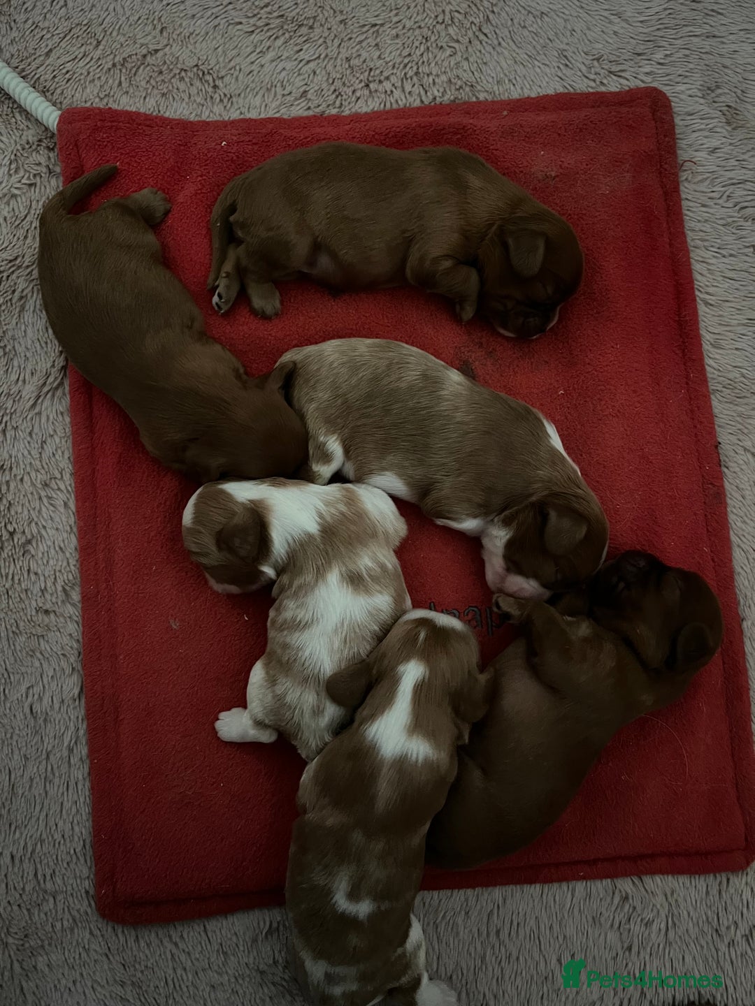 Cavalier King Charles Spaniel dogs for stud: Merlesque 5⭐️ cavalier stud DNA/Heart/Eye tests in Birmingham - Advert 11