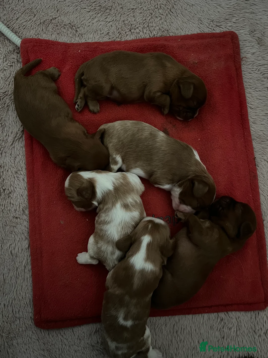 Cavalier King Charles Spaniel dogs for stud: Merlesque 5⭐️ cavalier stud DNA/Heart/Eye tests in Birmingham - Advert 11