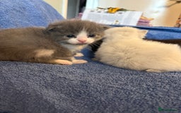 Ragdoll cats for sale: 🐾 Adorable Ragdoll x Maine Coon Kittens 🐾 - Image 9