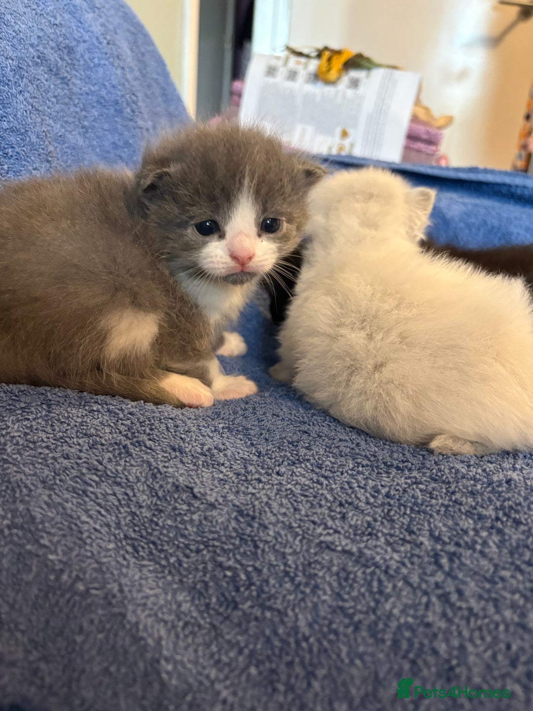 Ragdoll cats for sale: 🐾 Adorable Ragdoll x Maine Coon Kittens 🐾 - Image 9