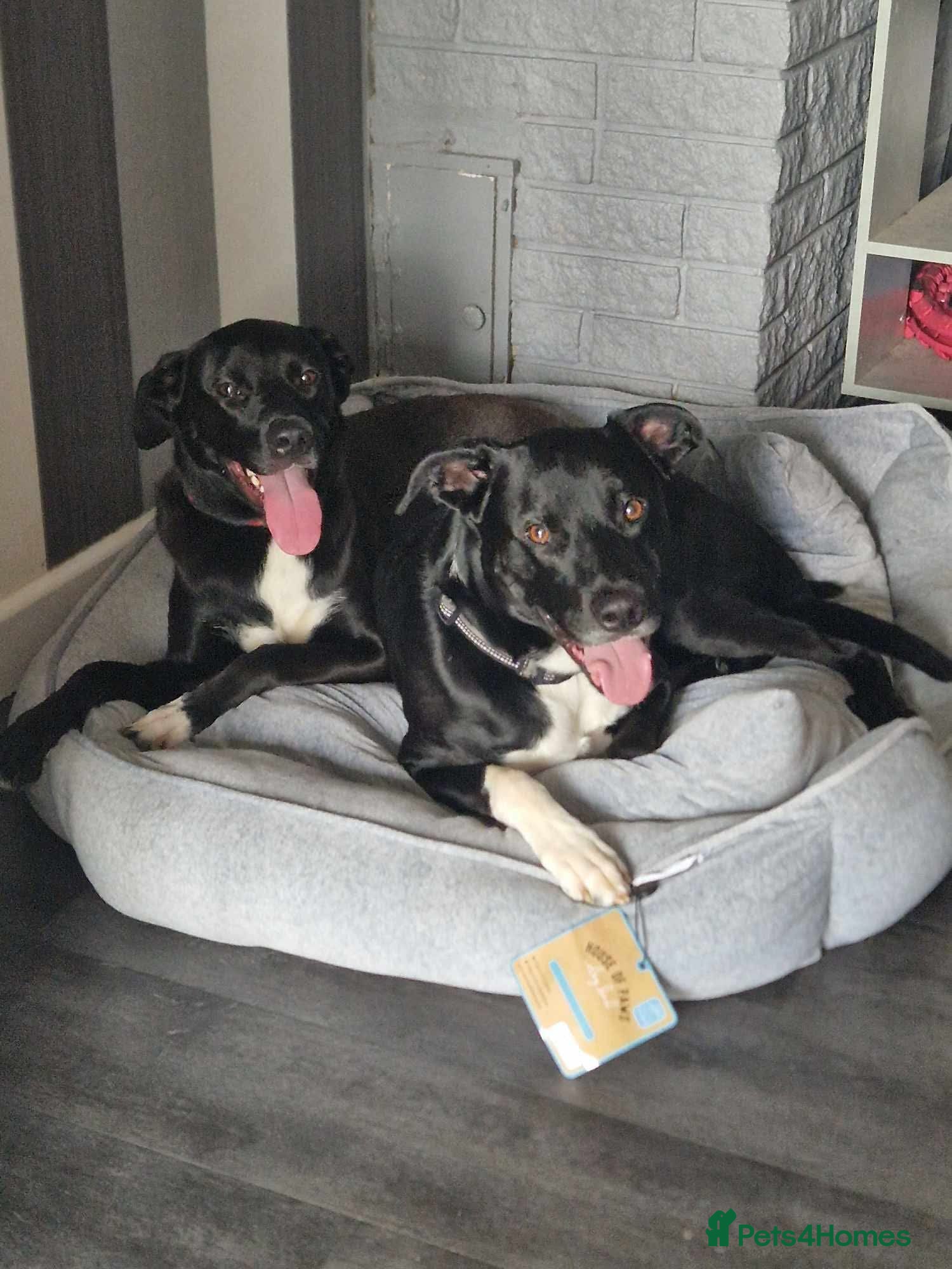 Mixed Breed dogs Hugo  - Advert 20