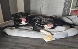 Mixed Breed dogs for sale: Hugo  - Advert 1