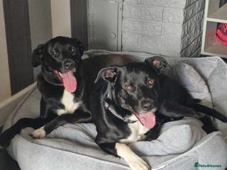 Mixed Breed dogs Hugo - Advert 13