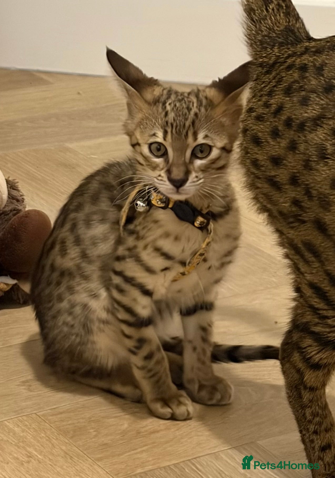 Savannah cats TICA F3 Savannah Kittens - Luxe Cat co. - Advert 1