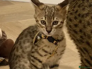 Savannah cats TICA F3 Savannah Kittens - Luxe Cat co. - Advert 2