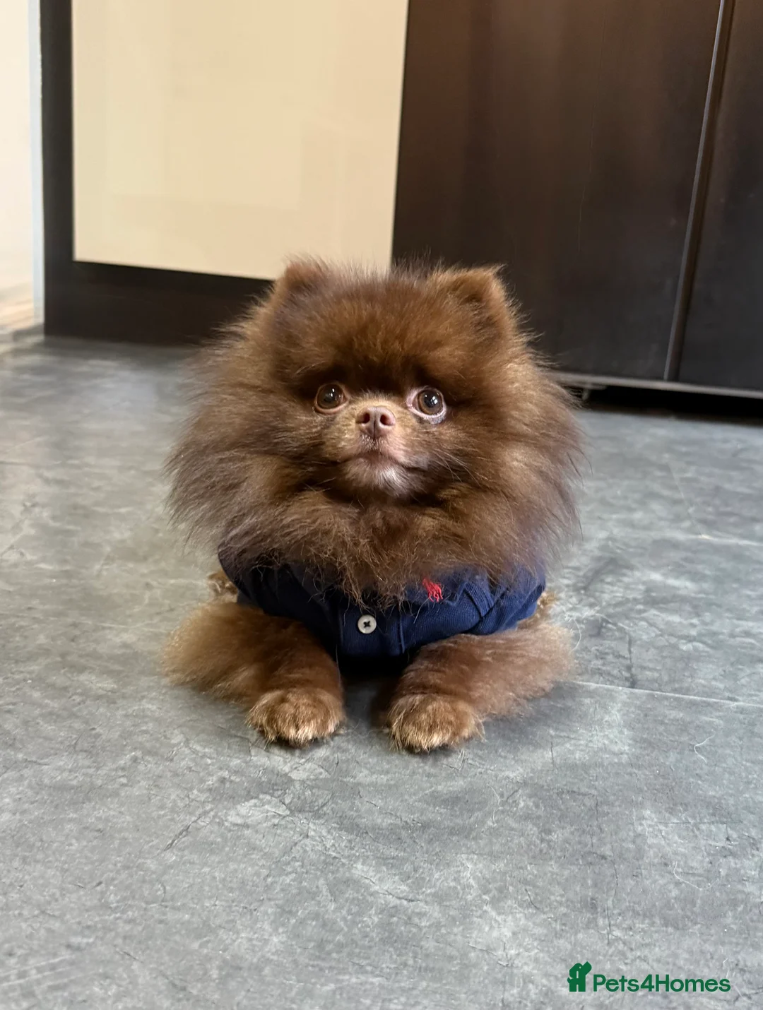Pomeranian dogs for stud: Tiny Chocolate true type stud  - Advert 1