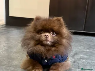 Pomeranian dogs Tiny Chocolate true type stud - Advert 6