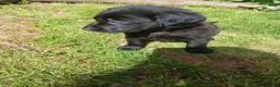 Mixed Breed dogs for sale: Lab quarter collie pups in Kingsbridge - Advert 5