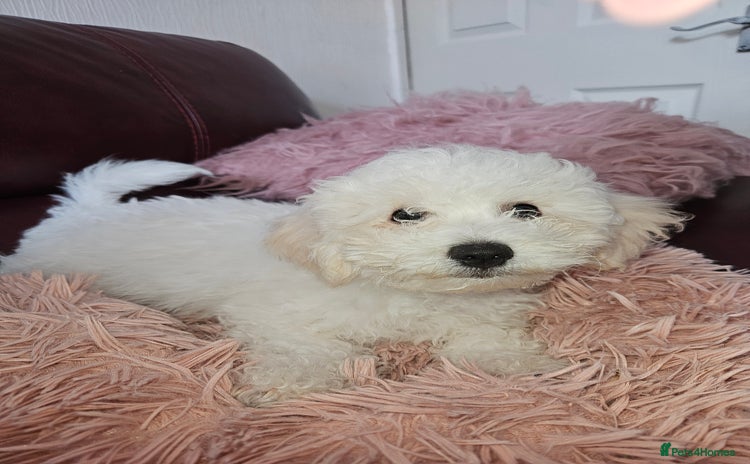 Bichon Frise dogs - Advert 8