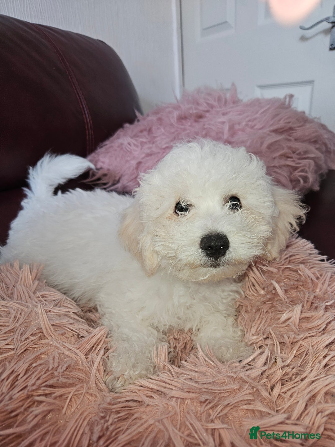 Bichon Frise dogs for sale: Bichon frise puppy 1 boy  - Image 1