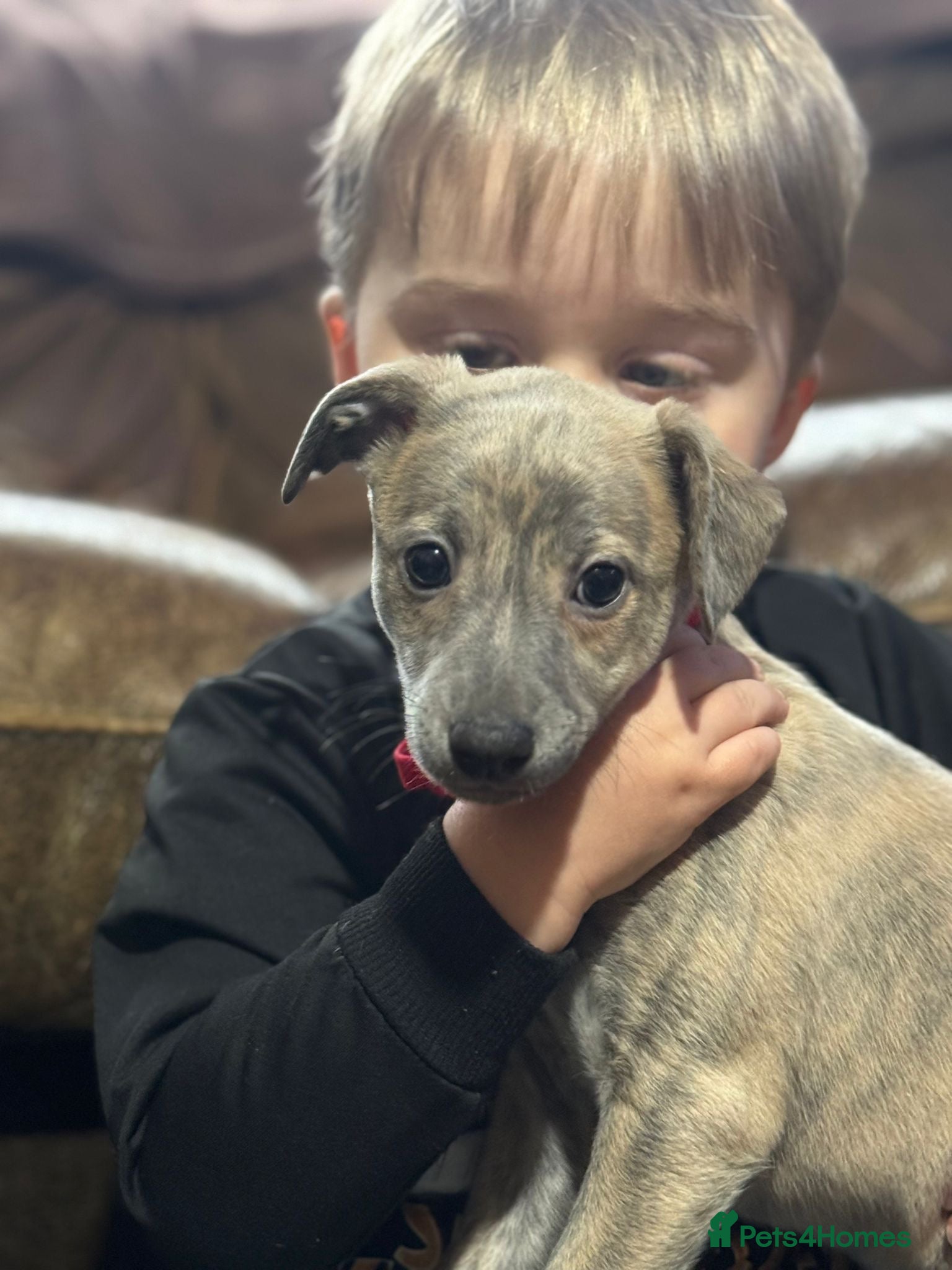 Whippet dogs STUNNING KC REGISTERED PUPS - Advert 1