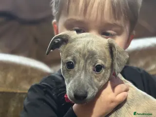 Whippet dogs STUNNING KC REGISTERED PUPS - Advert 1