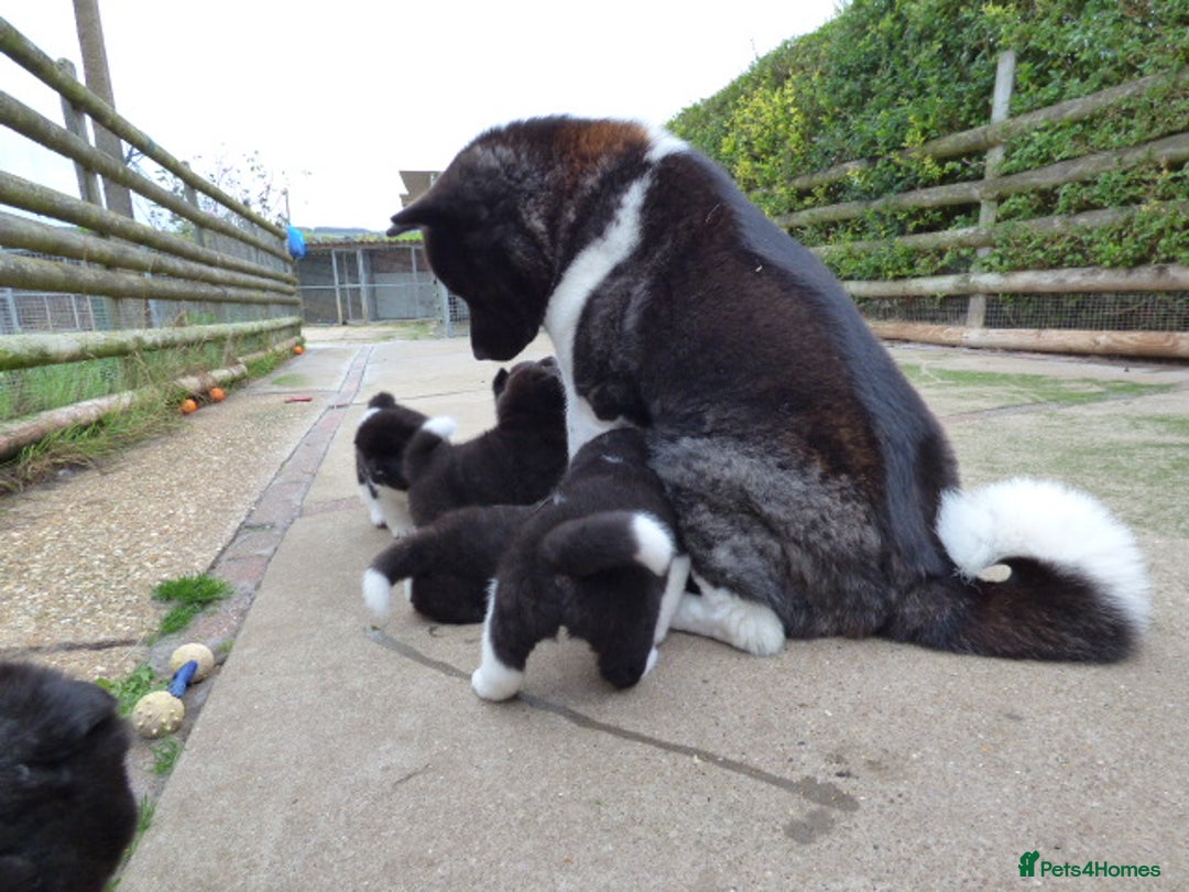 Akita dogs for sale: Quality Akita Baby Girl (KC Registered) - Advert 7