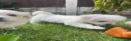 Bichon Frise dogs for sale: 3 boys and 2 girls ready to go after 17/08 - Advert 14