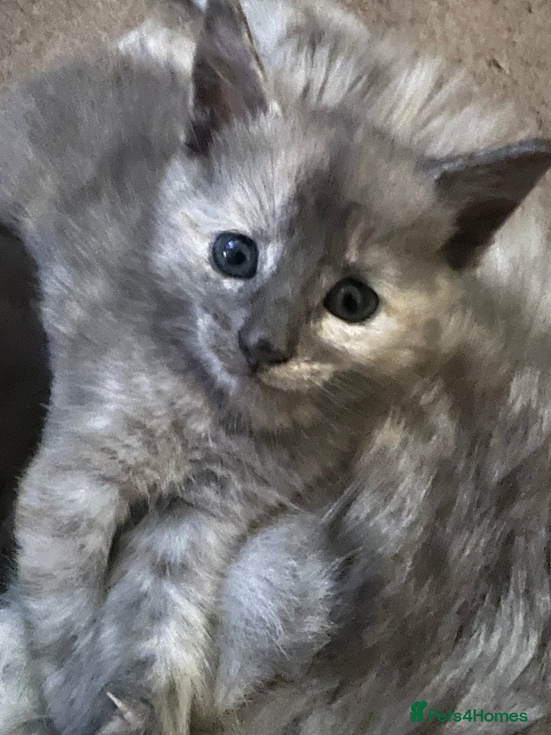 Mixed Breed cats for sale: Smokey Grey kittens for sale - Image 5