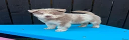 Chow Chow dogs for sale: Stunning Exotic colour chowski puppies for sale - Advert 5
