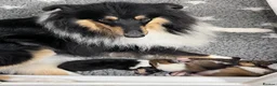Rough Collie dogs for sale: Clear Non-carriers DM-CEA-MDR1-PRA. 0% inbreeding. - Advert 22
