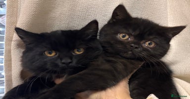 British Shorthair cats Full British short hair kittens - Advert 14