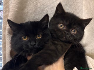 British Shorthair cats Full British short hair kittens - Advert 11