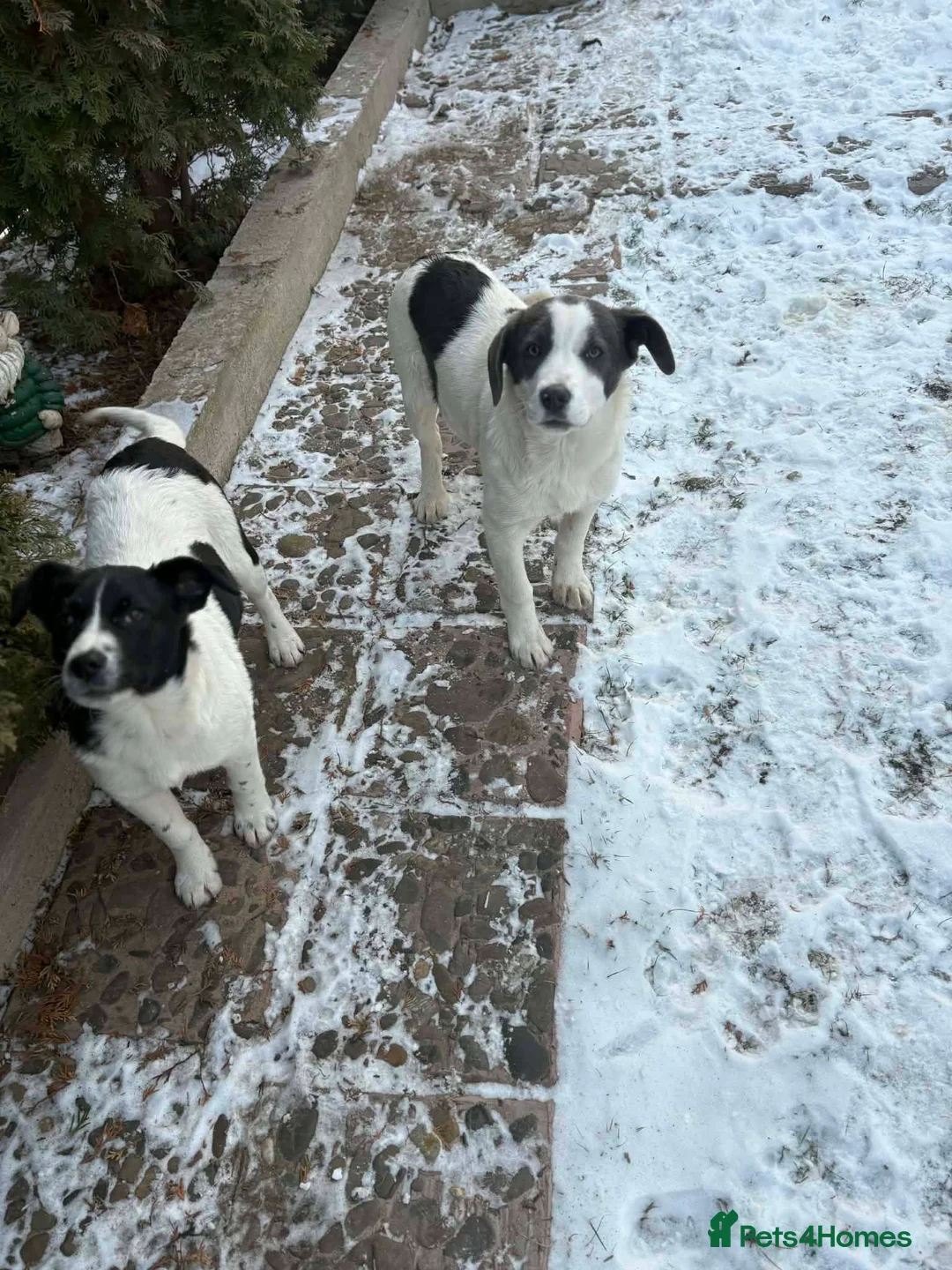 Mixed Breed dogs for adoption: Yang for adoption in Brighton - Advert 8