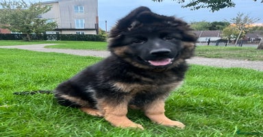 German Shepherd dogs - Advert 8